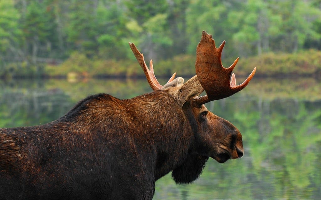 moose